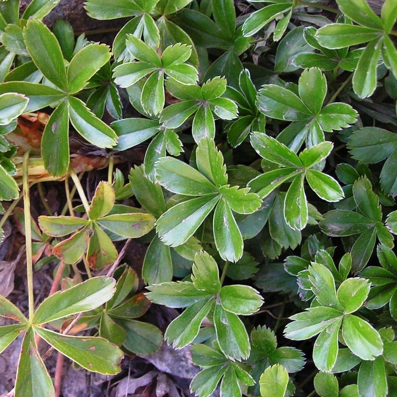 Alchemilla saxatilis 15