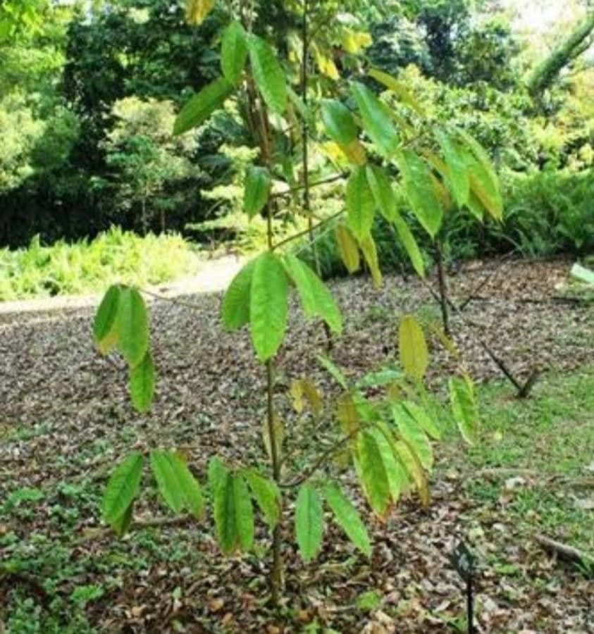 Durio