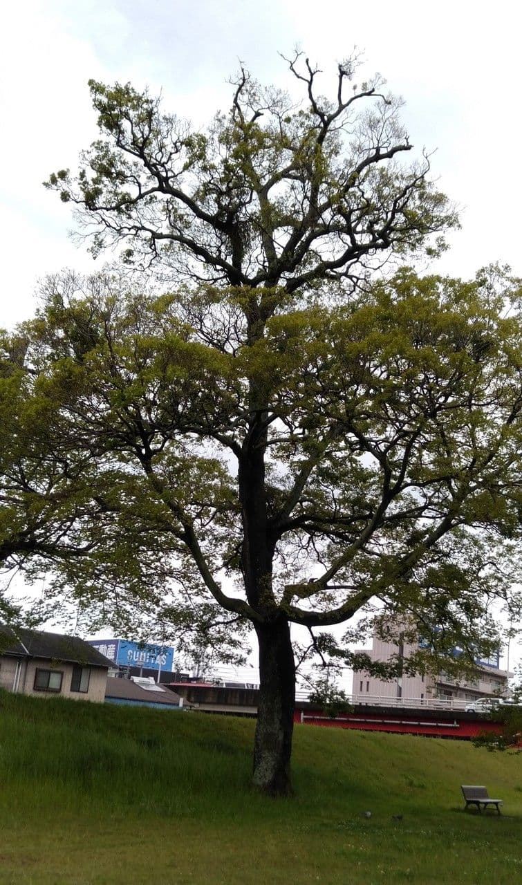 Celtis sinensis 8