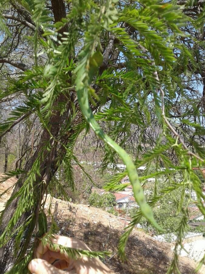 Mimosaceae 2