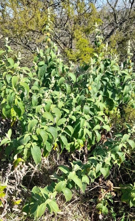 Buddleja stachyoides 7