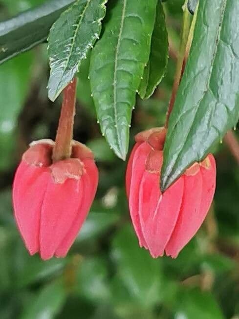 Crinodendron 22