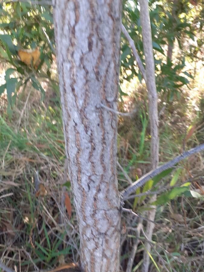 Acacia nera 24