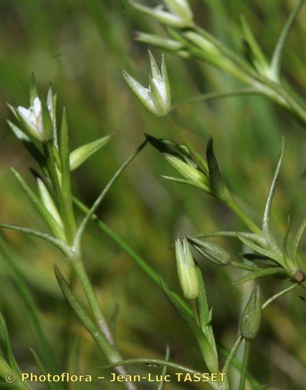 Minuartia ibrida 16