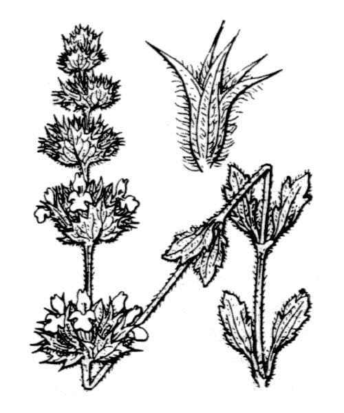 Sideritis 10