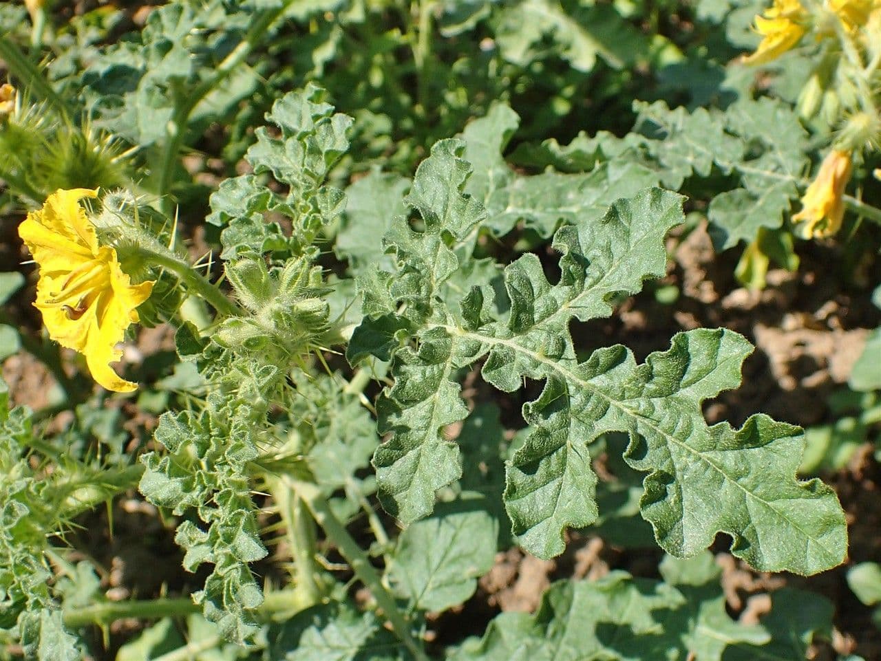 Solanum rostratum 13