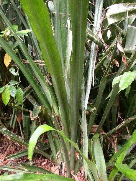 Aechmea 21