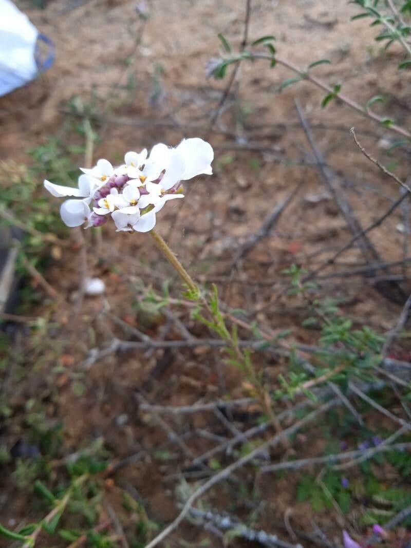 Iberis pectinada 8