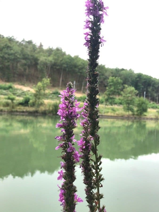 Salcerella comune 24
