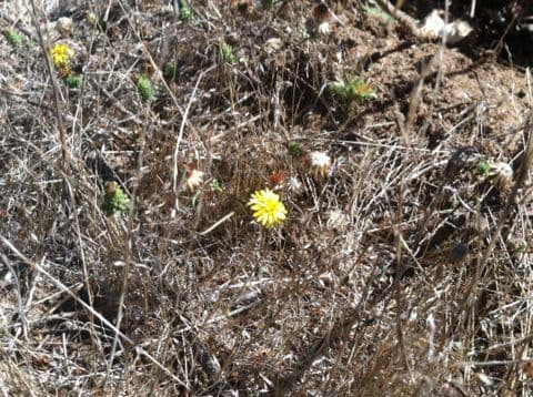 Lessingia 10