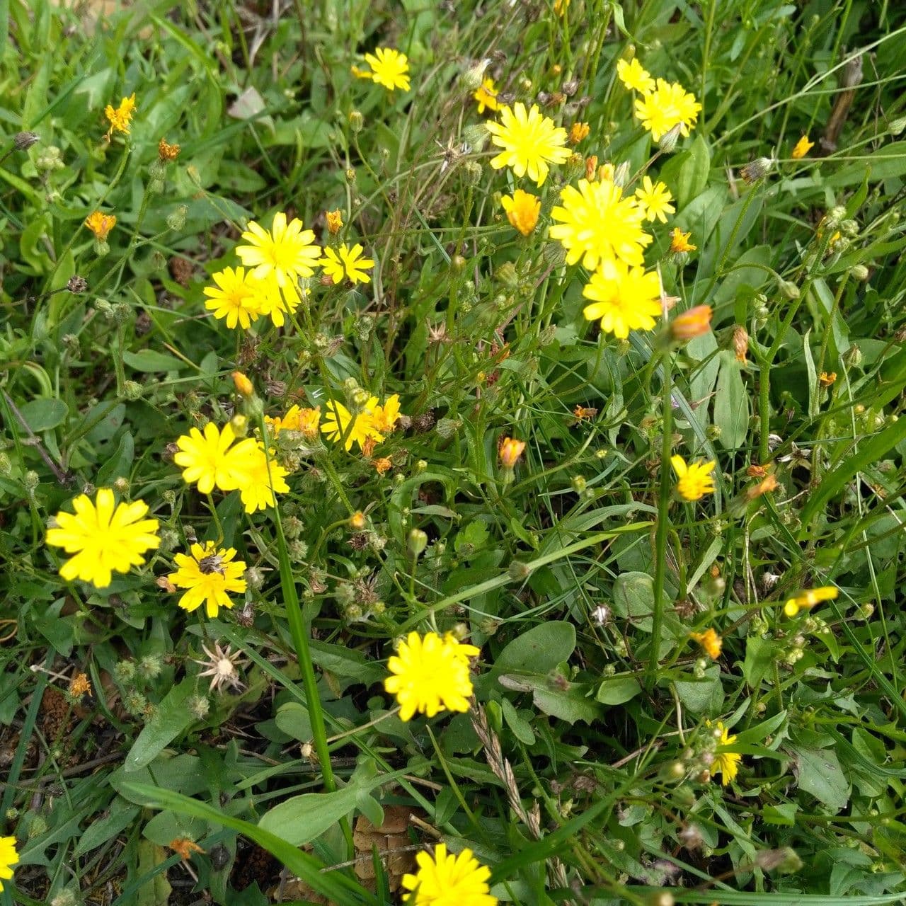Radicchiella capillare 20