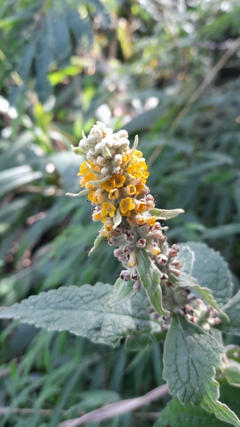 Buddleja stachyoides 3