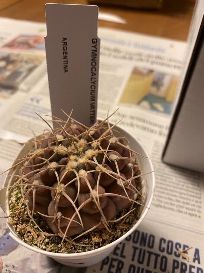 Cactus mento 4