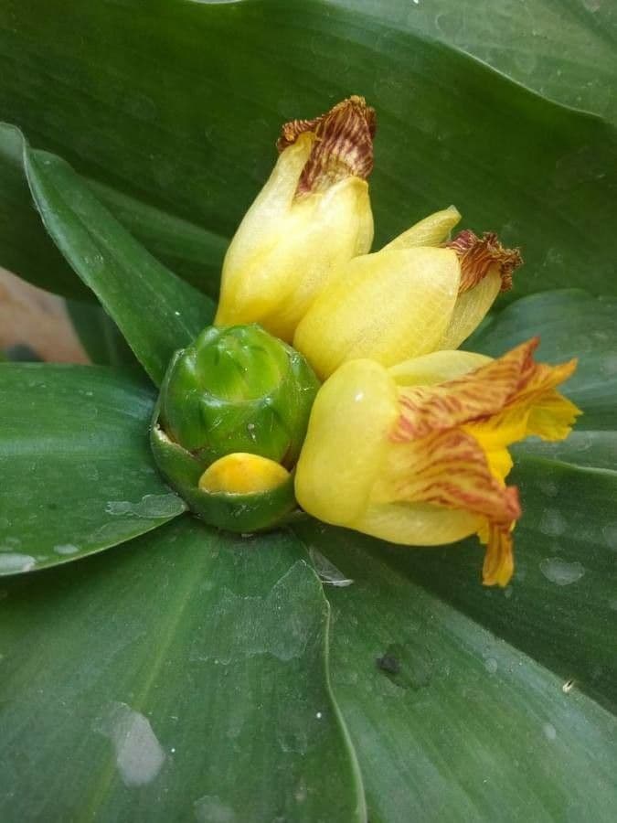 Costus