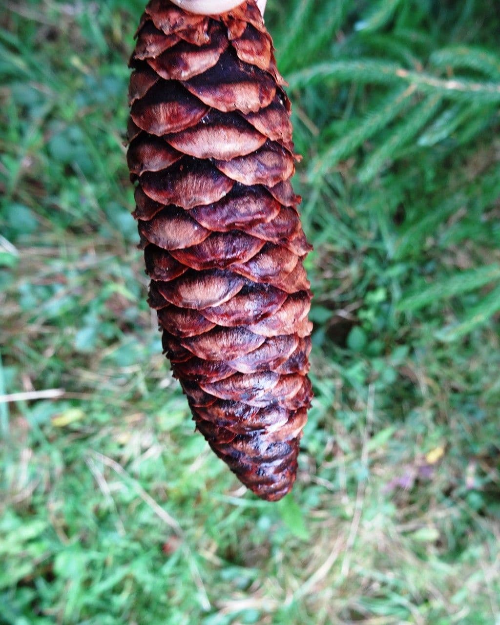 Abete brachytyla 3