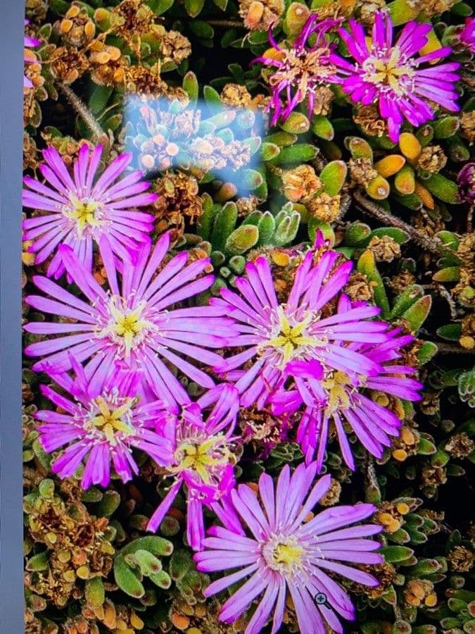 Flor di rugiada ispida 2