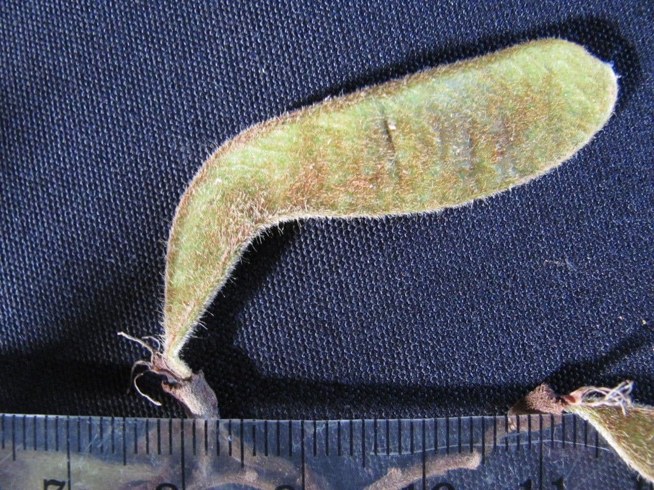 Machaerium biovulatum 4