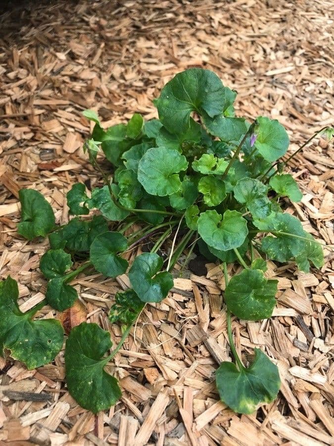 Viola ederacea 13