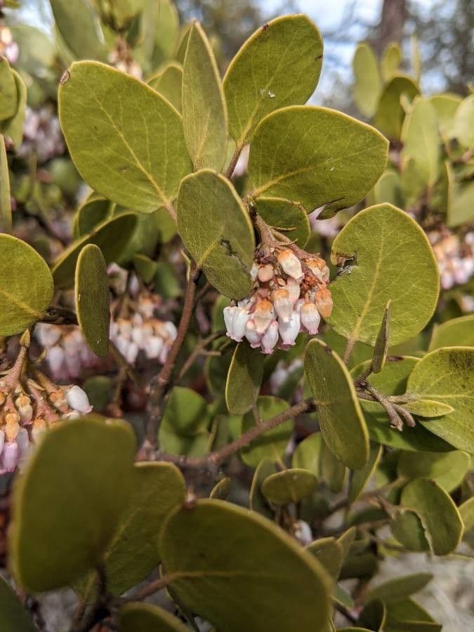 Arbutus patula 10