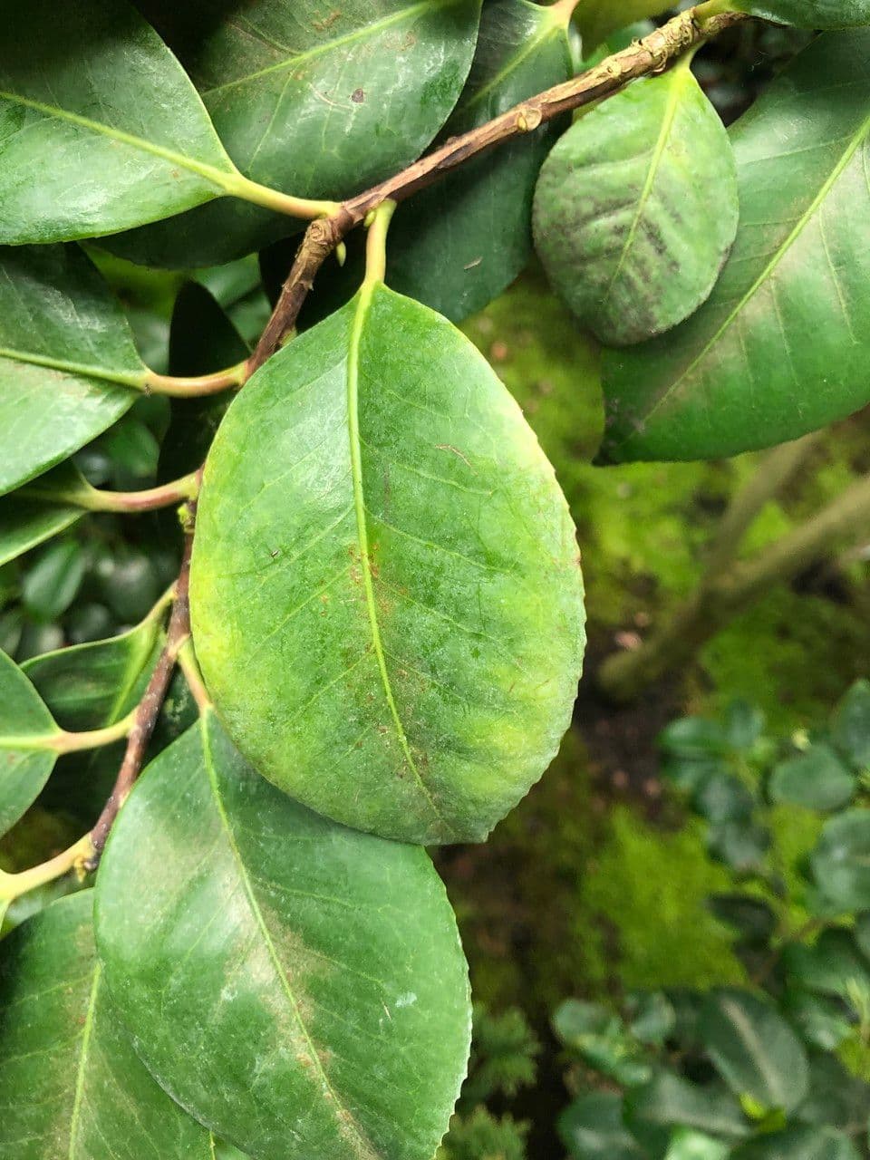 Camelia oleifera 19