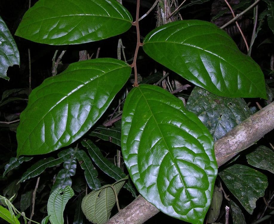 Leretia 11