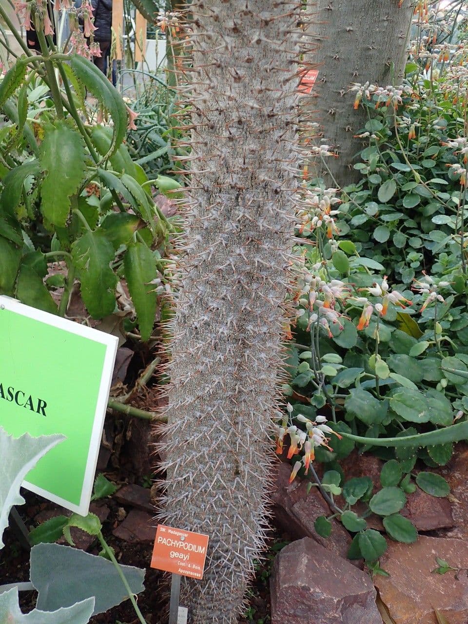 Pachypodium 13