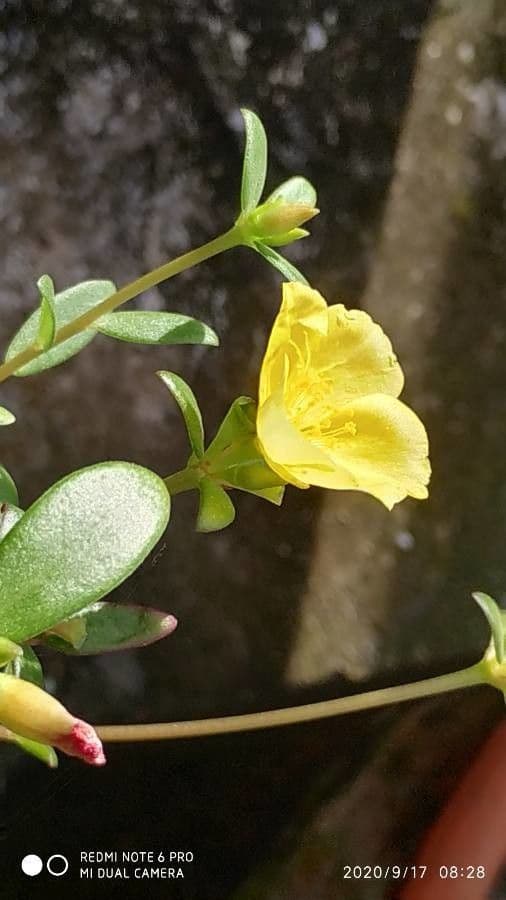 Portulaca 3