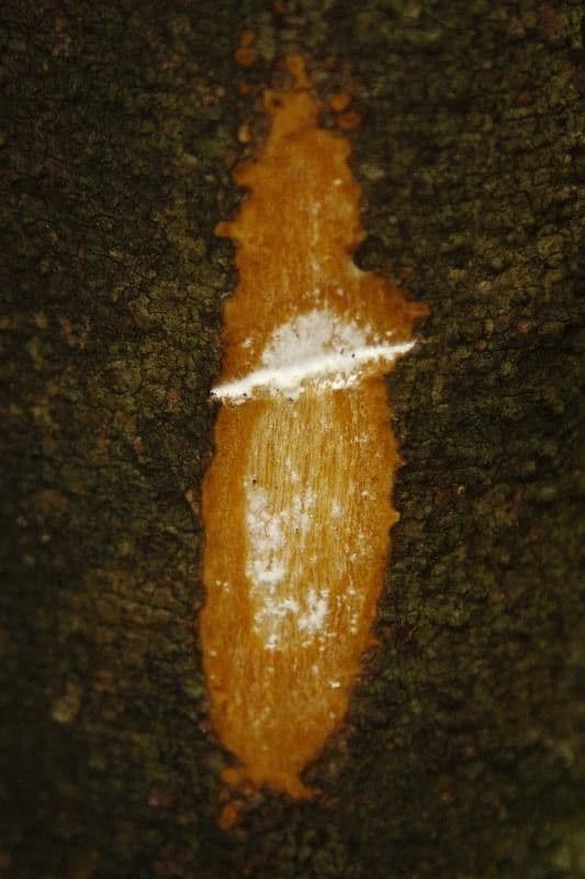 Ambelania acida 12
