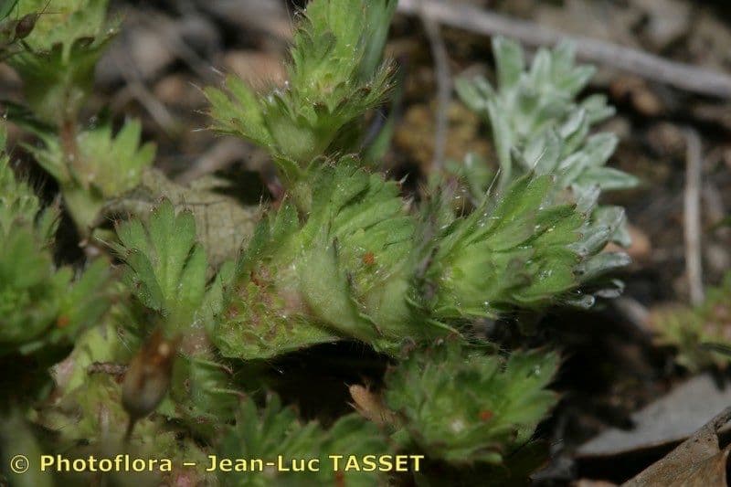 Aphanes cornucopioides 3