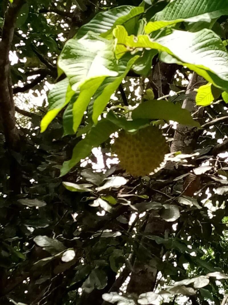 Annona purpurea 12