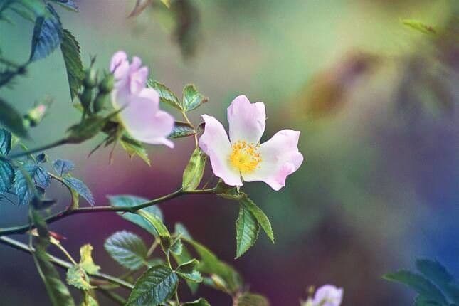 Kleinblütige Rose 10