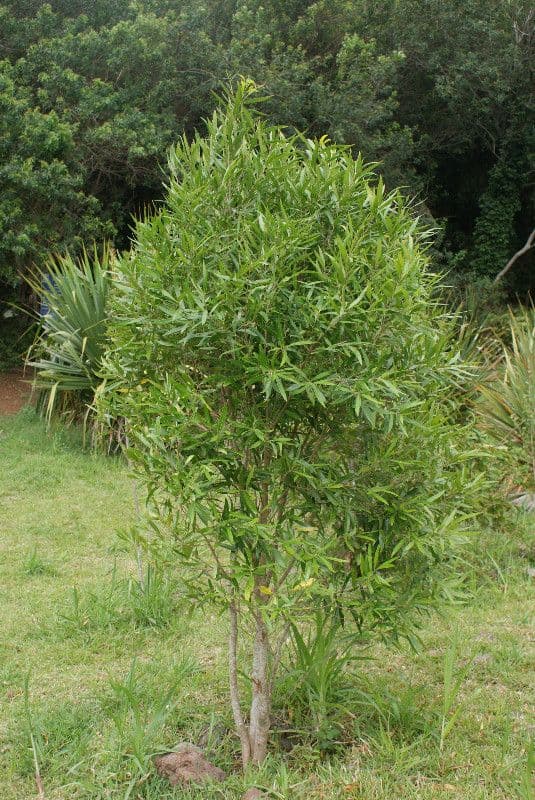 Schmalblättrige Olive 9