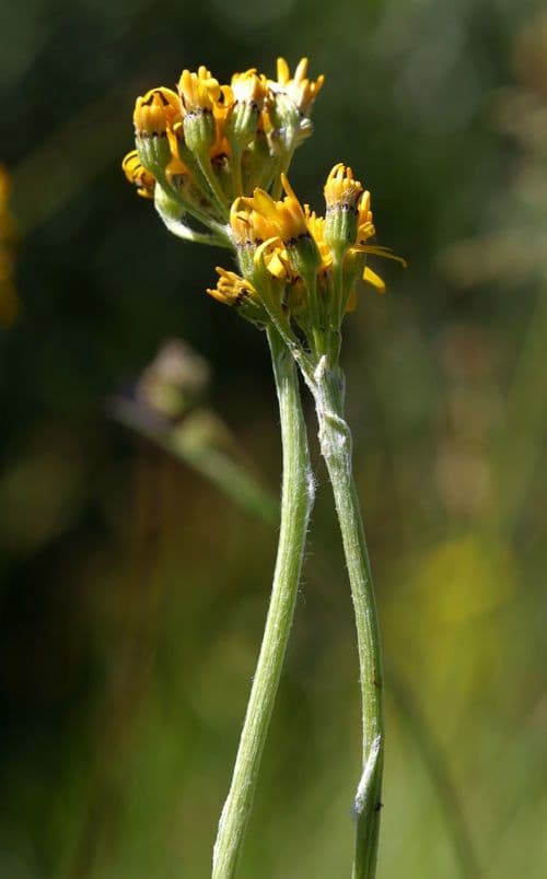 Senecio