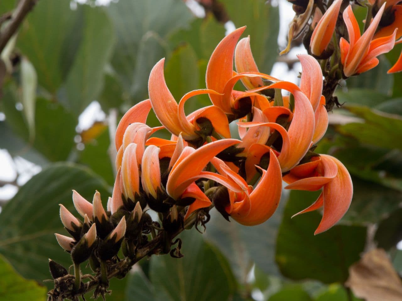 Mucuna