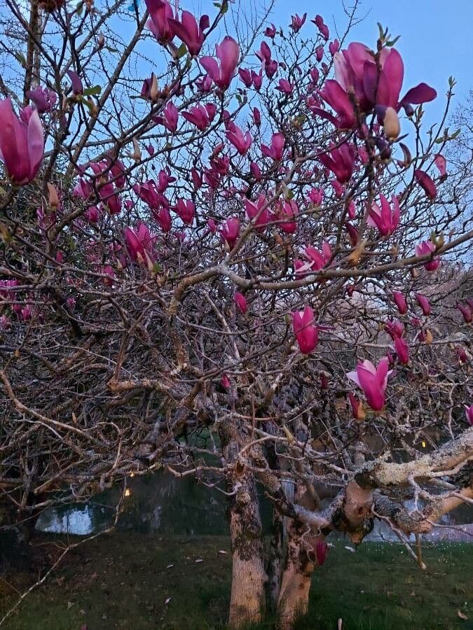 Magnolier 13