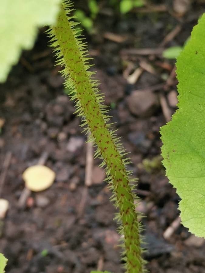 Astilboides 17