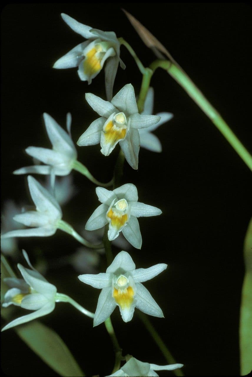 Coelogyne