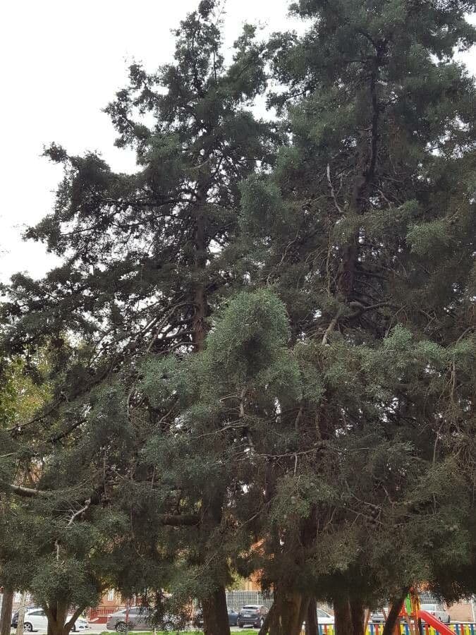 Cypřiš arizonský 26