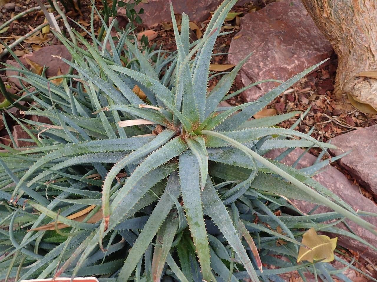 Aloe 2