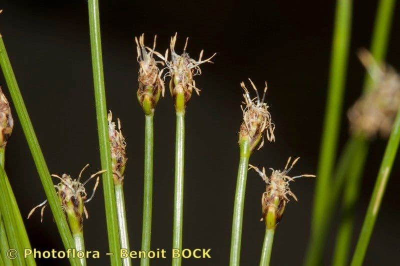 Sedge bonariensis 4