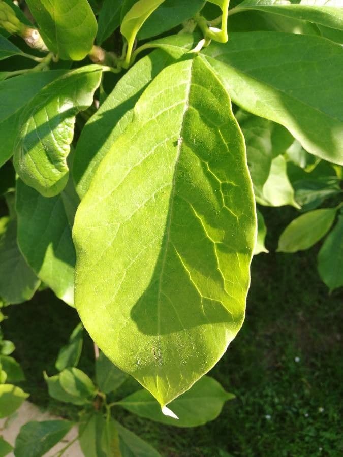 Magnolia denudata 17