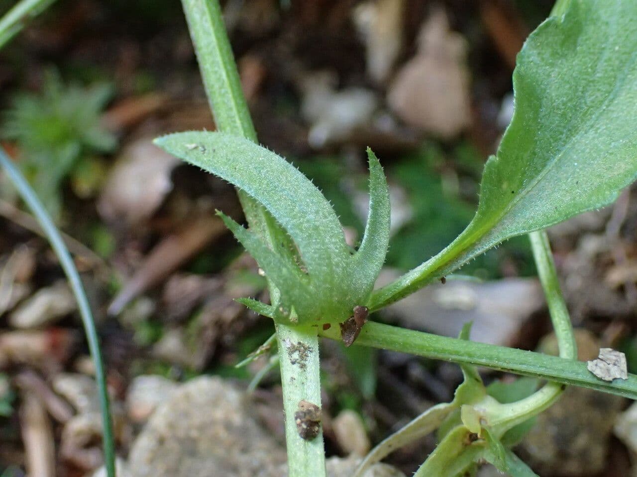 Wildes Stiefmütterchen 21