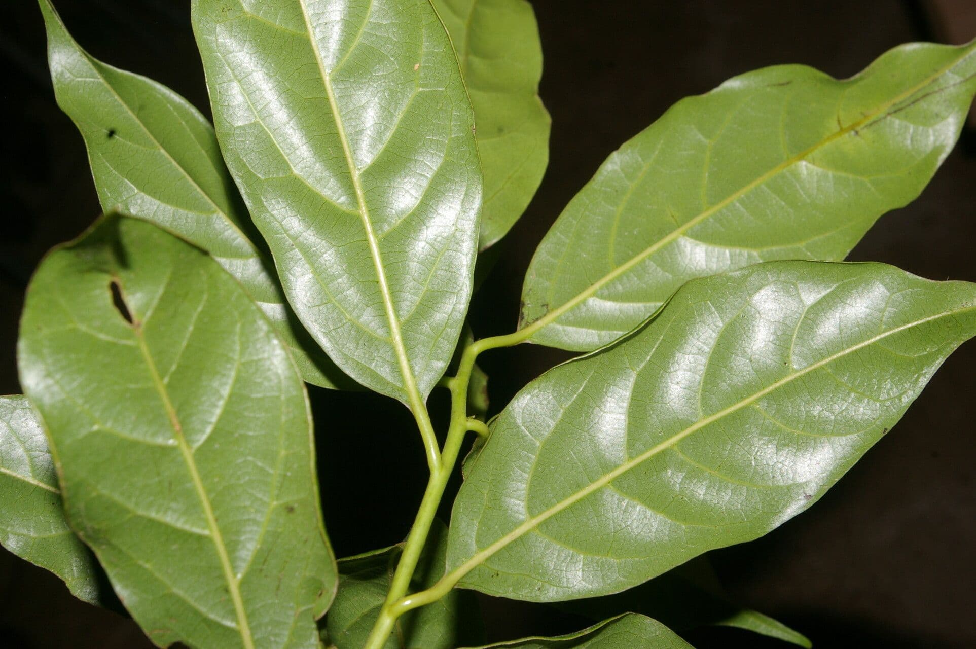 Ocotea tenera 9