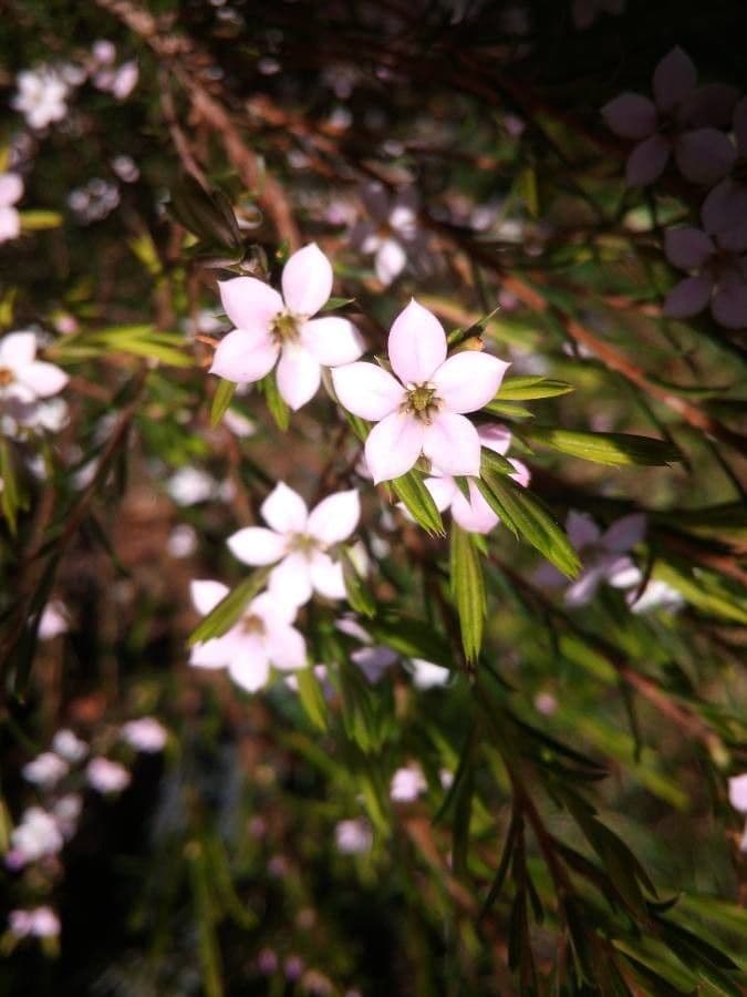 Diosma 6
