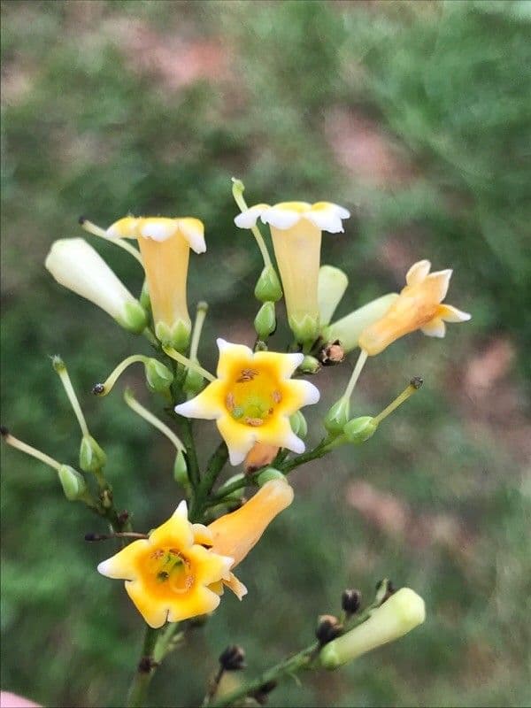 Freylinia 2