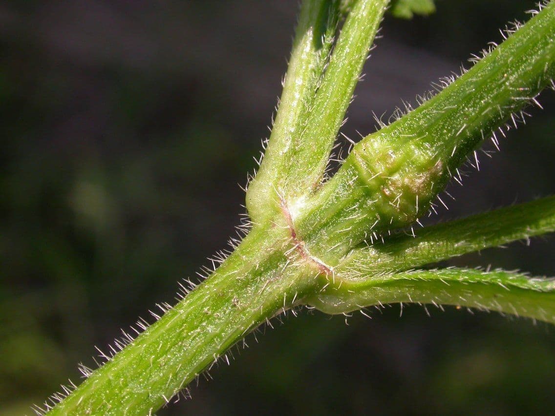 Verbena orticifolia 22