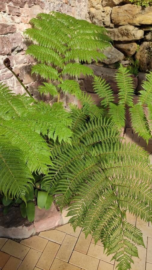 Cyathea