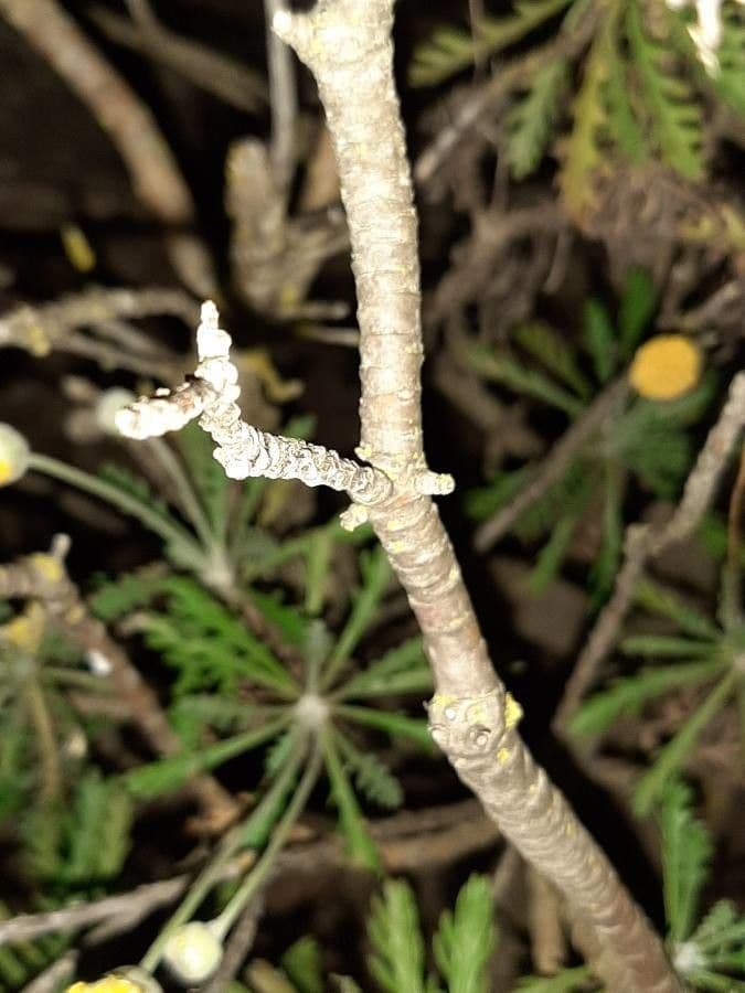 Euryops 22