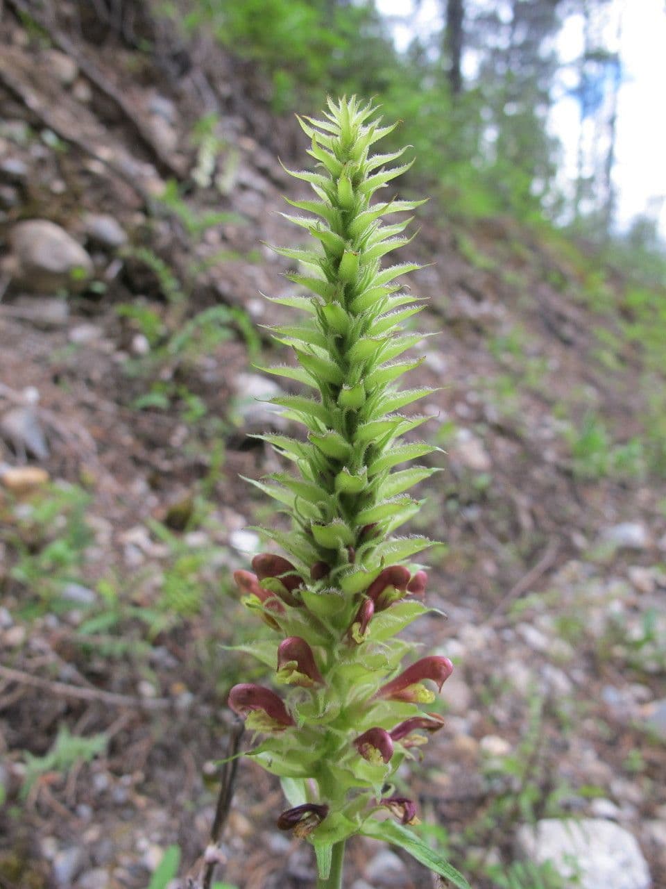 Pedicularis bracteosa 9