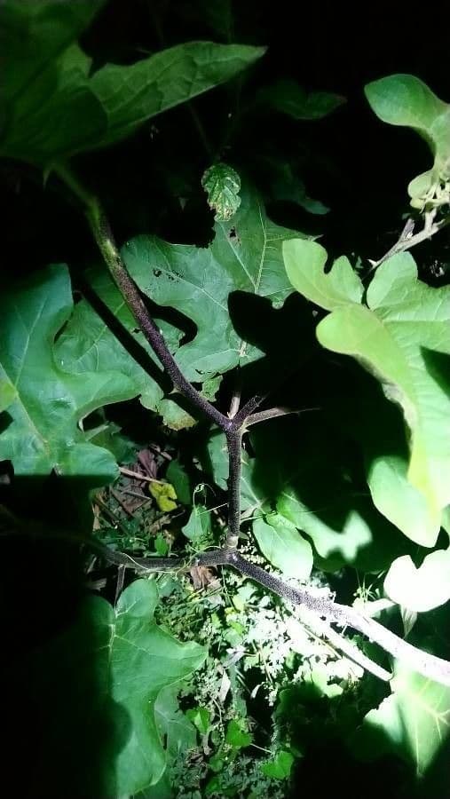 Solanum capsicoides 12